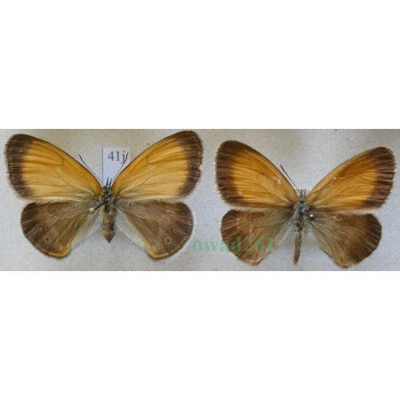Coenonympha arcania Linnaeus, 1761 pair Strzępotek perełkowiec Czech41j